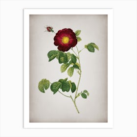 Vintage Rose Botanical on Parchment Art Print