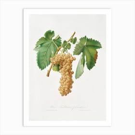 Trebbiano Grapes (Vitis Vinifera Trebulana Florentina) From Pomona Italiana (1817 1839), Giorgio Gallesio Art Print