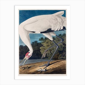 Hooping Crane   Birds Of America, John James Audubon Art Print