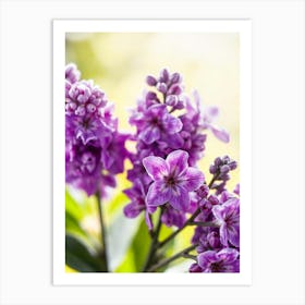 Purple Lila Flowers Art Print