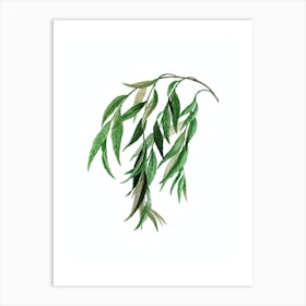 Vintage Babylon Willow Botanical Illustration on Pure White n.0284 Art Print