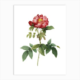 Vintage Provins Rose Botanical Illustration on Pure White n.0165 Art Print