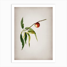 Vintage Peach Botanical on Parchment n.0203 Art Print