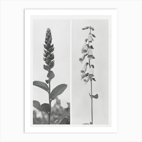 Foxglove Flower Photo Collage 2 Art Print