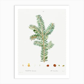 English Yew, Pierre Joseph Redoute Art Print