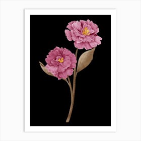 Pink Peony Flower Art Print