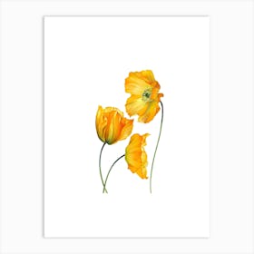 Yellow Poppies 2 Art Print