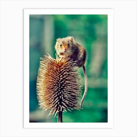 field Mouse On Thistle 2 Art Print