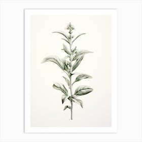 Stevia Vintage Botanical Herbs 2 Art Print