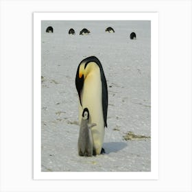 Antarctic Penguins Art Print