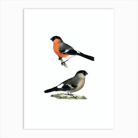 Vintage Eurasian Bullfinch Bird Illustration on Pure White n.0064 Art Print