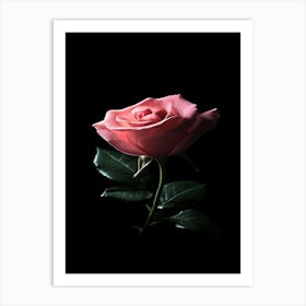 Pink Rose On Black Background 52 Art Print