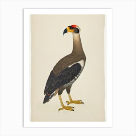 Crested Caracara Illustration Bird Art Print