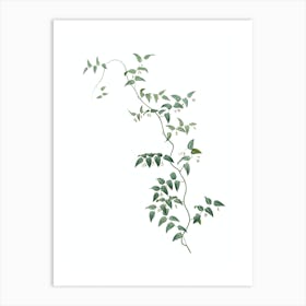 Vintage Bridal Creeper Botanical Illustration on Pure White n.0579 Art Print