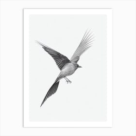 Blackbird B&W Pencil Drawing 3 Bird Art Print