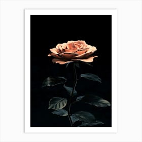 Rose On Black Background 13 Art Print