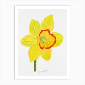 Daffodil 12 Art Print