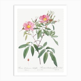 Swamp Rose, Pierre Joseph Redoute Art Print