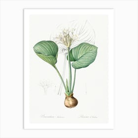 Cardwell Lily, Pierre Joseph Redoute Art Print
