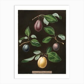 Four Plums Art Print