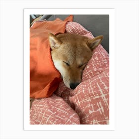 Shiba Inu 16 Art Print