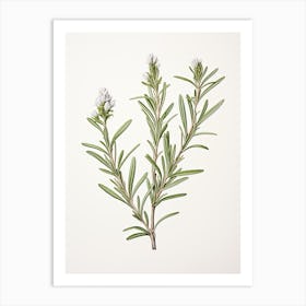 Rosemary Vintage Botanical Herbs 3 Art Print