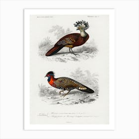 Different Types Of Birds, Charles Dessalines D'Orbigny 18 Art Print