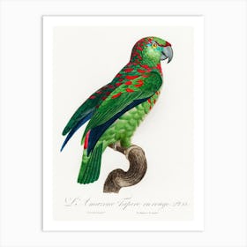 The Turquoise Fronted Amazon (Amazona Aestiva) From Natural History Of Parrots, Francois Levaillant Art Print
