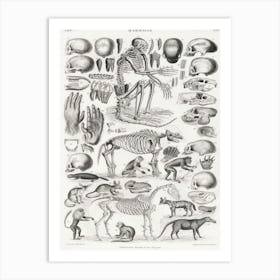 Mammalia, Oliver Goldsmith   Art Print