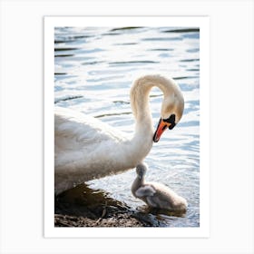 Swan Mother And Baby 1 Art Print