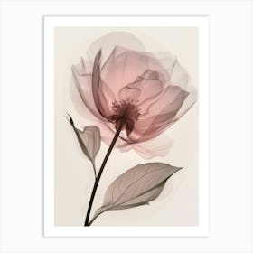 Floral Art 0009 X Ray 0003 X Ray Blumen 0008 Bp6586 Minimalist Soft Bright X Ray Scandinavian Minimalist 5cf69d61 75e0 Art Print