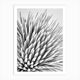 Proteas B&W Pencil 2 Flower Art Print