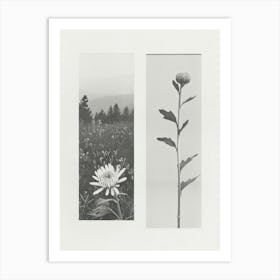 Chrysanthemum Flower Photo Collage 3 Art Print