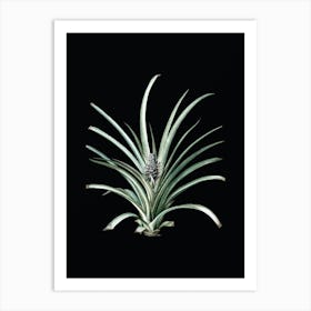 Vintage Pineapple Botanical Illustration on Solid Black n.0276 Art Print