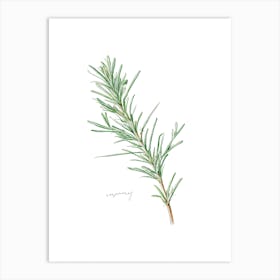 Rosemary Herb Sprig - Botanical Wall Print Set | Floral Collection Art Print