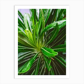 Lime Botanicals Art Print