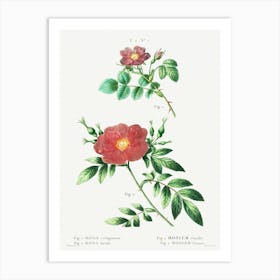Sweetbriar Rose And Virginia Rose, Pierre Joseph Redoute Art Print