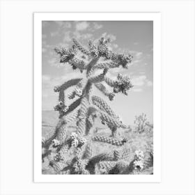 Cactus In Bloom In Graham County, Arizona By Russell Lee Art Print