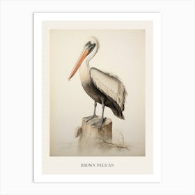 Vintage Bird Drawing Brown Pelican 1 Poster Art Print