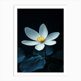 Lotus Flower 17 Art Print