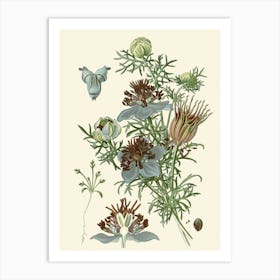 Phlox 2 Art Print