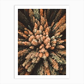 Aerial View Of Pine Trees Art Print