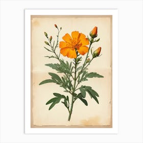 Vintage Of Herbarium Marigold Art Print