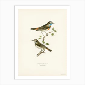 Bluethroat (Cyanecula Svecica), The Von Wright Brothers Art Print