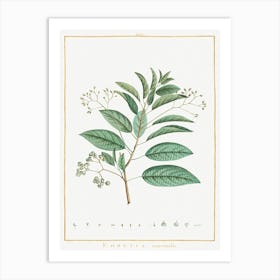 Ehretia Internodis, Pierre Joseph Redoute Art Print