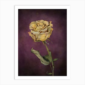 Dead Rose Art Print