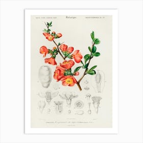 Maule S Quince (Cydonia Japonica), Charles Dessalines D' Orbigny Art Print