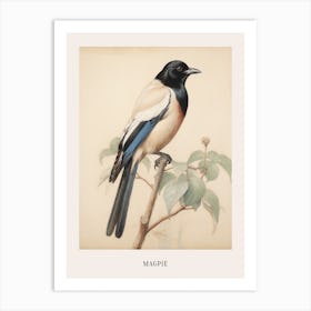 Vintage Bird Drawing Magpie 3 Poster Art Print