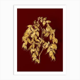 Vintage Jujube Botanical in Gold on Red n.0296 Art Print