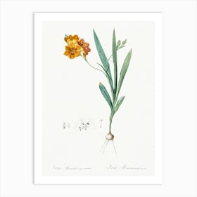 Ixia Miniata, Pierre Joseph Redoute Art Print